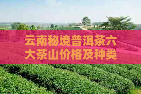 云南秘境普洱茶六大茶山价格及种类详解