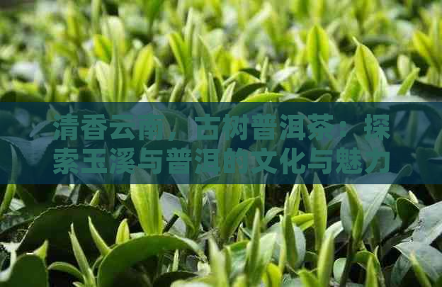 清香云南，古树普洱茶：探索玉溪与普洱的文化与魅力