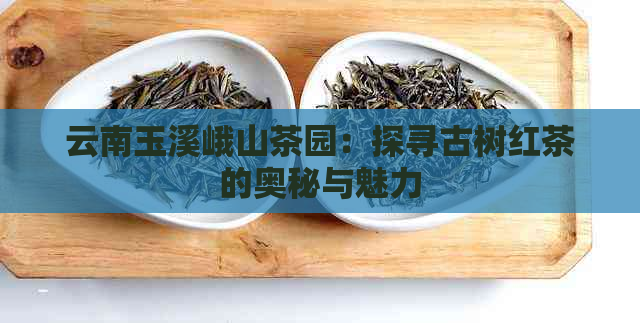 云南玉溪峨山茶园：探寻古树红茶的奥秘与魅力