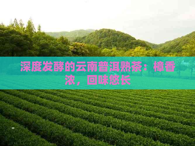 深度发酵的云南普洱熟茶：樟香浓，回味悠长