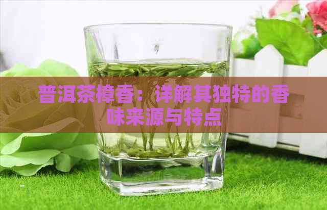 普洱茶樟香：详解其独特的香味来源与特点