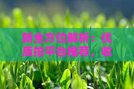 新全方位解析：优质拍平台推荐，收藏你的品茗之道