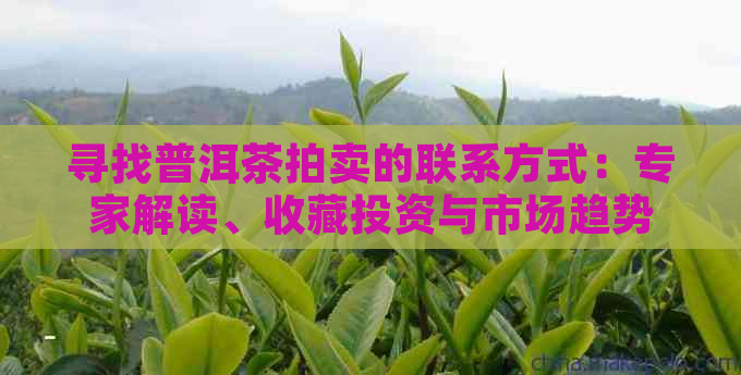 寻找普洱茶拍卖的联系方式：专家解读、收藏投资与市场趋势分析