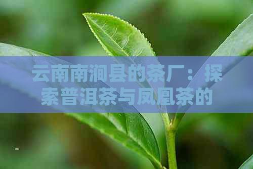 云南南涧县的茶厂：探索普洱茶与凤凰茶的文化底蕴