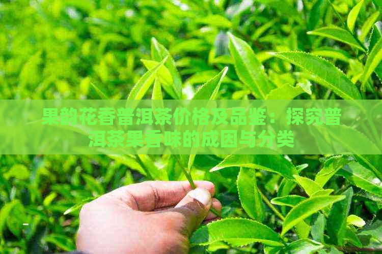 果韵花香普洱茶价格及品鉴：探究普洱茶果香味的成因与分类