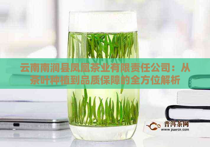 云南南涧县凤凰茶业有限责任公司：从茶叶种植到品质保障的全方位解析