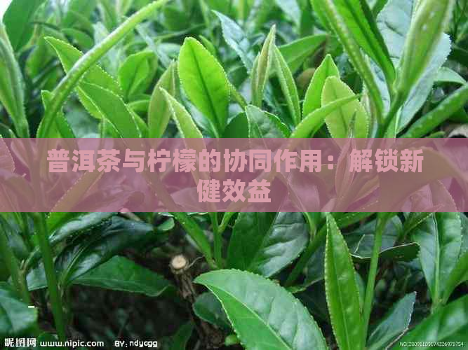 普洱茶与柠檬的协同作用：解锁新健效益