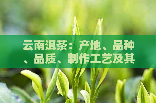 云南洱茶：产地、品种、品质、制作工艺及其历文化的全面解析