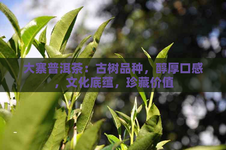 大寨普洱茶：古树品种，醇厚口感，文化底蕴，珍藏价值