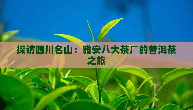 探访四川名山：雅安八大茶厂的普洱茶之旅