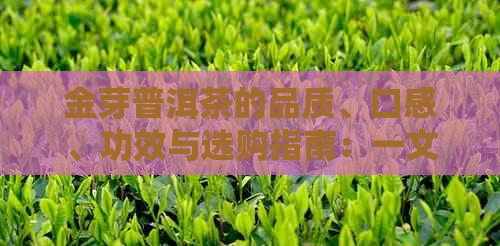 金芽普洱茶的品质、口感、功效与选购指南：一文解答用户所有疑问