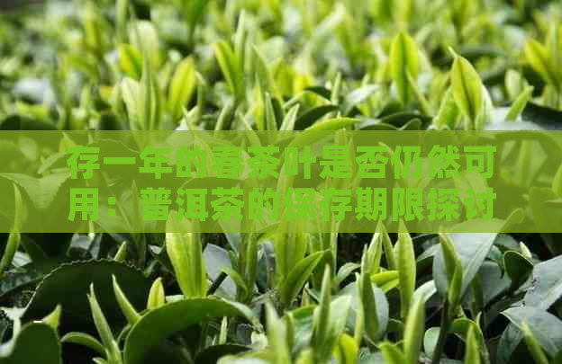 存一年的春茶叶是否仍然可用：普洱茶的保存期限探讨