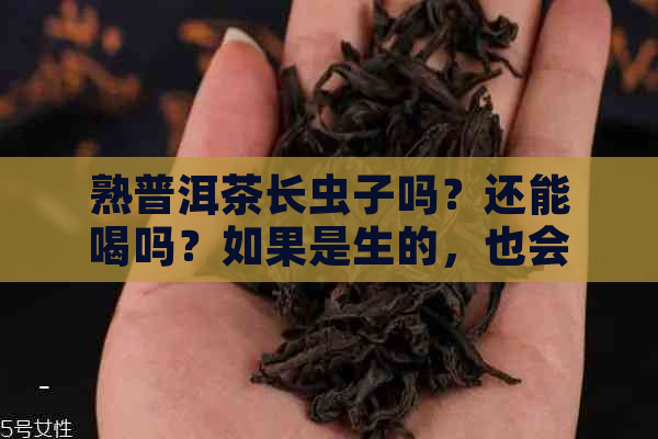 熟普洱茶长虫子吗？还能喝吗？如果是生的，也会导致茶长虫子吗？