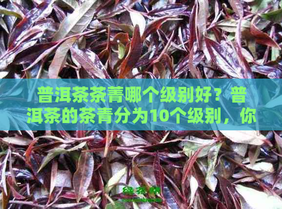 普洱茶茶菁哪个级别好？普洱茶的茶青分为10个级别，你知道吗？