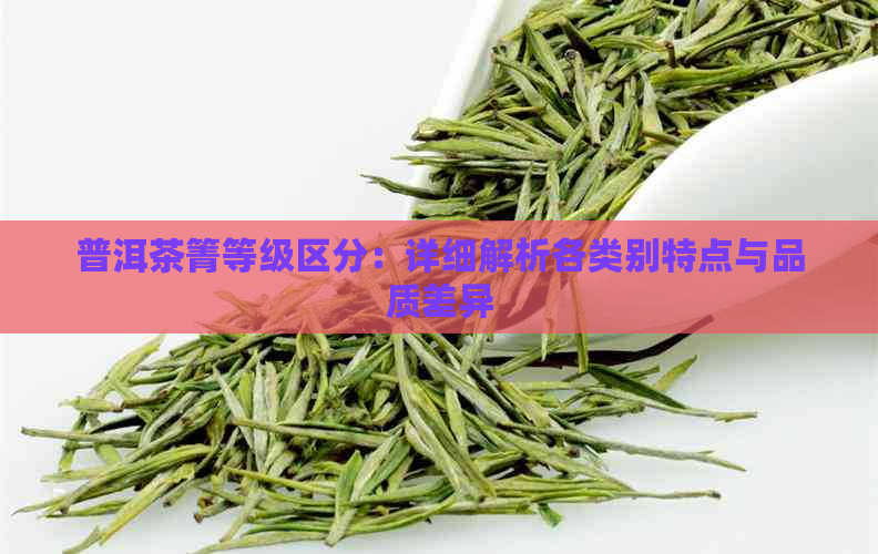 普洱茶箐等级区分：详细解析各类别特点与品质差异