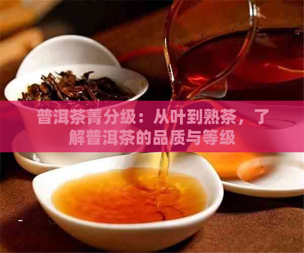 普洱茶菁分级：从叶到熟茶，了解普洱茶的品质与等级