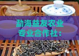 勐海益友农业专业合作社：提供优质普洱茶，探索茶文化与生态保护的完美结合