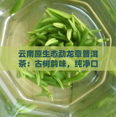 云南原生态勐龙章普洱茶：古树韵味，纯净口感的极享受