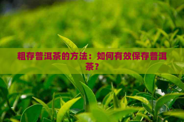 粗存普洱茶的方法：如何有效保存普洱茶？