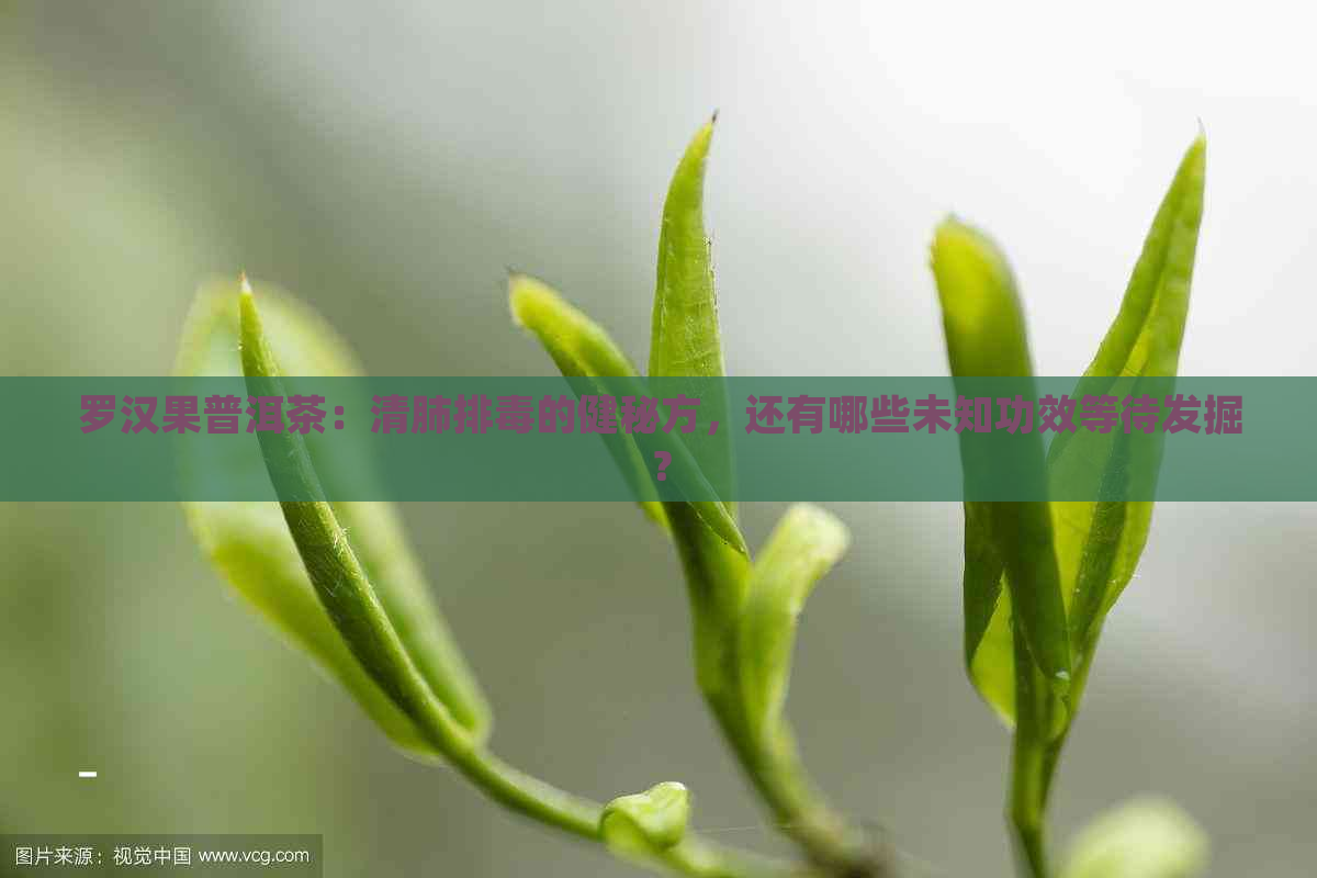 罗汉果普洱茶：清肺排的健秘方，还有哪些未知功效等待发掘？