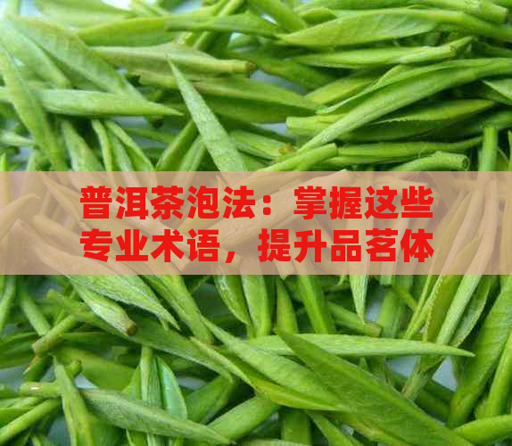 普洱茶泡法：掌握这些专业术语，提升品茗体验