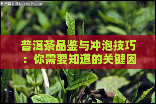 普洱茶品鉴与冲泡技巧：你需要知道的关键因素