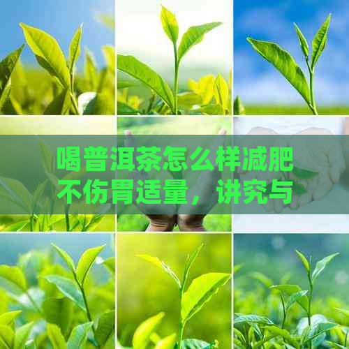 喝普洱茶怎么样减肥不伤胃适量，讲究与正确喝法。