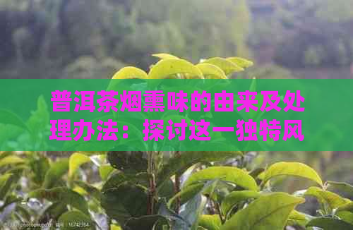 普洱茶烟熏味的由来及处理办法：探讨这一独特风味的来源及其消除方法