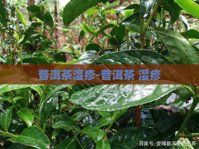 普洱茶湿疹-普洱茶 湿疹