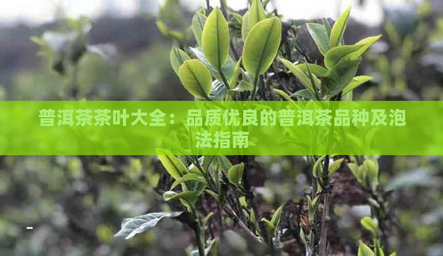 普洱茶茶叶大全：品质优良的普洱茶品种及泡法指南