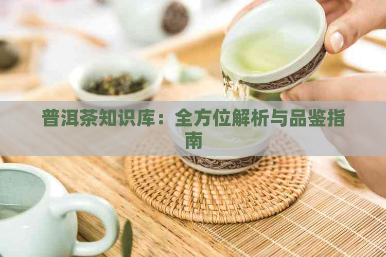 普洱茶知识库：全方位解析与品鉴指南