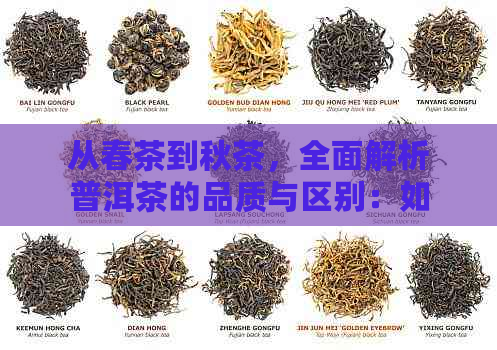 从春茶到秋茶，全面解析普洱茶的品质与区别：如何挑选适合你的普洱茶叶？