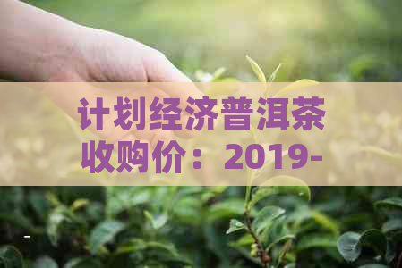 计划经济普洱茶收购价：2019-2020年行情全解析