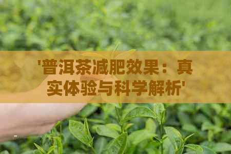 '普洱茶减肥效果：真实体验与科学解析'