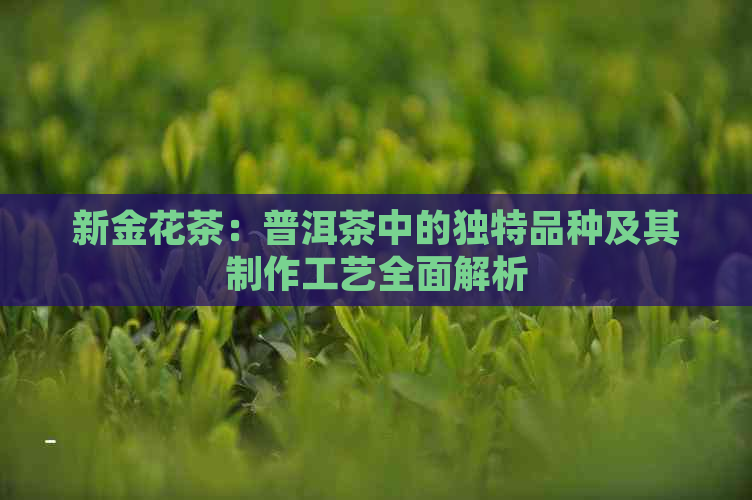 新金花茶：普洱茶中的独特品种及其制作工艺全面解析