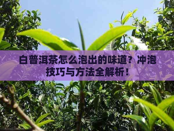 白普洱茶怎么泡出的味道？冲泡技巧与方法全解析！