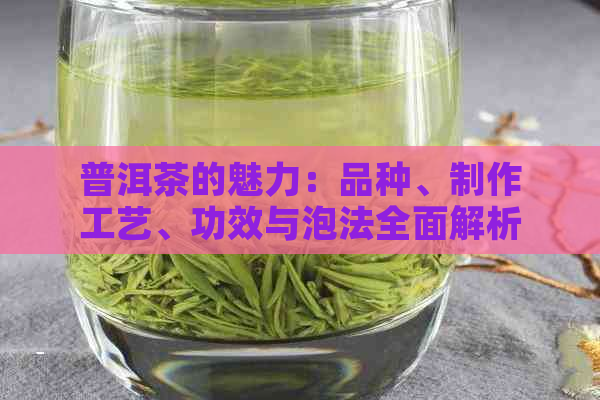 普洱茶的魅力：品种、制作工艺、功效与泡法全面解析