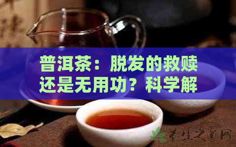 普洱茶：脱发的救赎还是无用功？科学解析其功效与适用对象