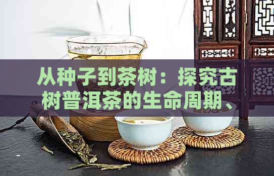 从种子到茶树：探究古树普洱茶的生命周期、种植环境与品质影响的综合报告