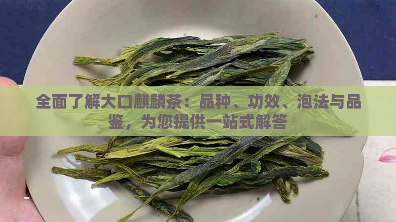 全面了解大口麒麟茶：品种、功效、泡法与品鉴，为您提供一站式解答