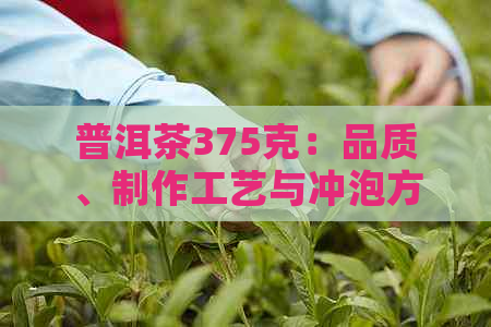 普洱茶375克：品质、制作工艺与冲泡方法的全面指南