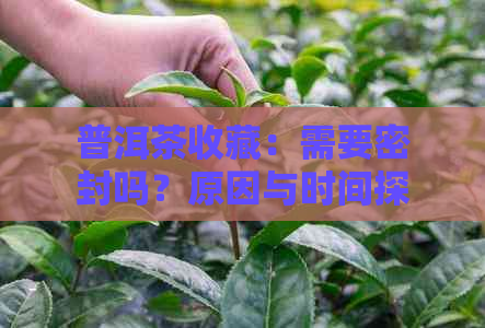 普洱茶收藏：需要密封吗？原因与时间探讨，家庭收藏选择考虑因素