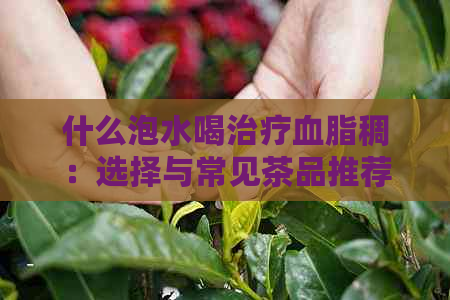 什么泡水喝治疗血脂稠：选择与常见茶品推荐