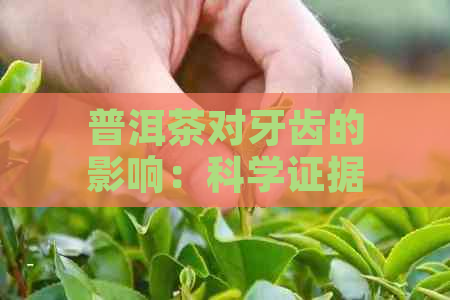 普洱茶对牙齿的影响：科学证据与保健建议