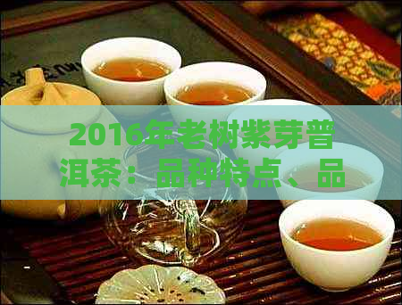 2016年老树紫芽普洱茶：品种特点、品质口感与冲泡方法全面解析