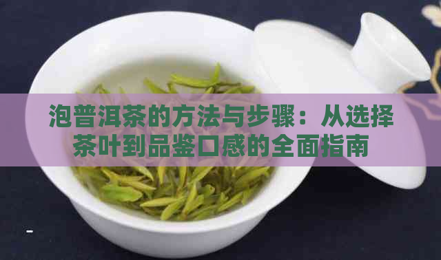 泡普洱茶的方法与步骤：从选择茶叶到品鉴口感的全面指南