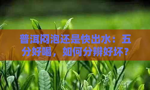 普洱闷泡还是快出水：五分好喝，如何分辨好坏？普洱熟茶技巧。