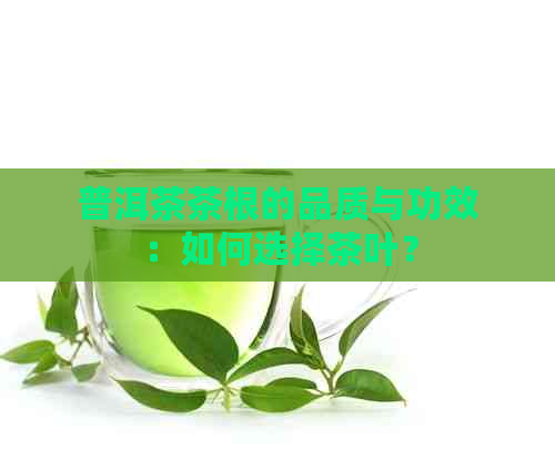 普洱茶茶根的品质与功效：如何选择茶叶？