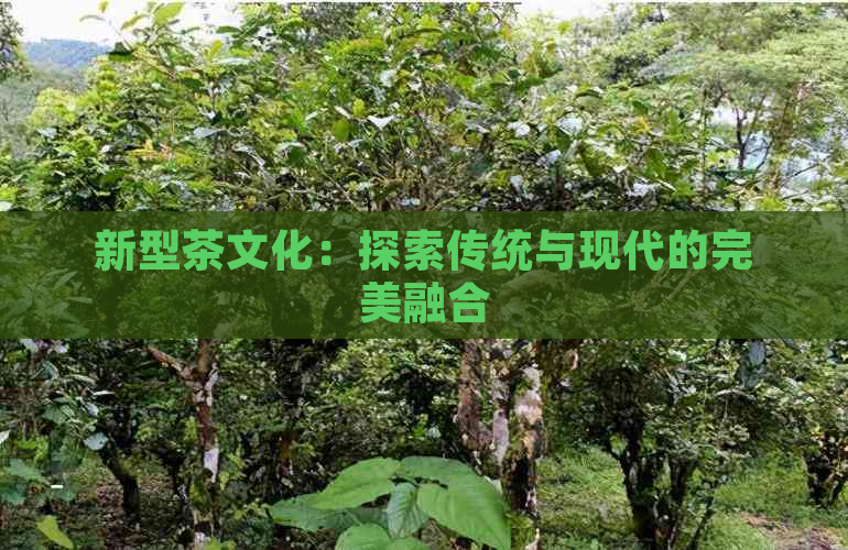 新型茶文化：探索传统与现代的完美融合