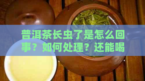 普洱茶长虫了是怎么回事？如何处理？还能喝吗？